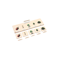 Life Cycle Puzzle: Oak Tree