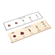 Life Cycle Puzzle: Tulip