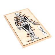Parts of a Human Skeleton Puzzle