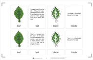 Parts of a Leaf Nomenclature Cards 6-9