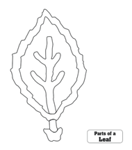 Parts of a Leaf Puzzle Control Chart