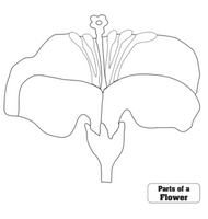 Parts of a Flower Puzzle Control Chart