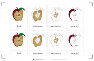 Parts of a Fruit Nomenclature Cards (3-6)
