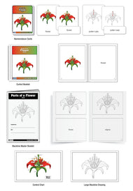 Parts of a Flower Nomenclature Cards