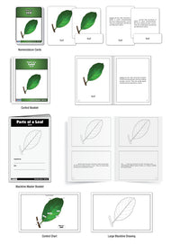 Parts of a Leaf Nomenclature Cards