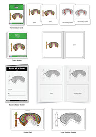 Parts of a Stem Puzzle with Nomenclature Cards (Printed) (3-6)