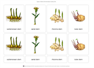 Types of Stems Puzzle with Nomenclature Cards 3-6 (Printed)