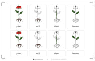 Part of a Plant Nomenclature Cards 6-9 (Printed)