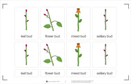Types of Buds Nomenclature Cards 3-6 (Printed)