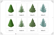Types of Evergreen Trees Nomenclature Cards 3-6 (Printed)