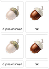 Parts of an Acorn Nomenclature Cards 3-6 (Printed)
