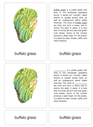 Temperate Grassland Biome Nomenclature Cards (6-9) (Printed)