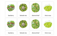 Polar Biome Nomenclature Cards (3-6) (Printed)