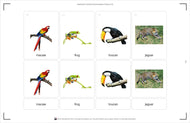 Rainforest Animals Nomenclature Cards
