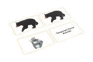 Temperate Forest Animals Matching Cards