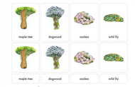 Temperate Deciduous Forest Biome Nomenclature Cards (3-6) (Printed)