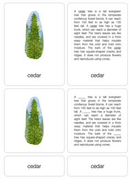 Temperate Coniferous Forest Biome Nomenclature Cards (6-9) (Printed)