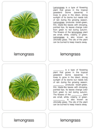 Tropical Grassland Biome Nomenclature Cards (6-9) (Printed)
