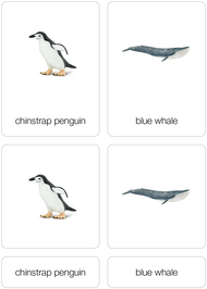 Animals of Antarctica Nomenclature Cards (Printed)