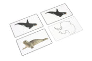 Animals of Antarctica Matching Cards