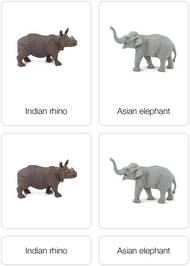 Animals of Asia Nomenclature Cards (Printed)