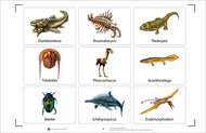 Pre-Historic Animals Nomenclature Cards (Printed)