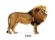 Picture Matching Cards - Wild Animals (Printed)