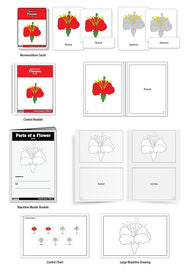 Parts of a Flower Puzzle Nomenclature Cards (3-6) (Premium Quality)