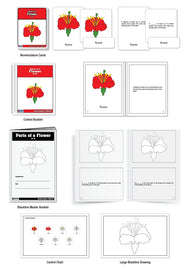 Parts of a Flower Puzzle Nomenclature Cards (6-9) (Premium Quality)