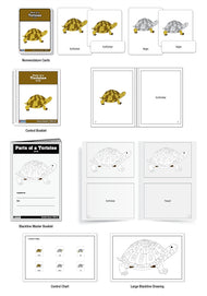 Parts of a Tortoise Puzzle Nomenclature Cards (3-6) (Premium Quality)