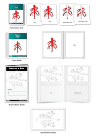 Parts of a Root Puzzle Nomenclature Cards (3-6)