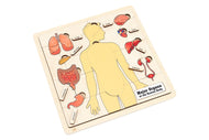 Major Organs of the Human Body Puzzle with Nomenclature Cards (6-9) (Printed)