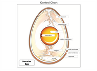 Parts of an Egg Puzzle and Nomenclature Cards (6-9)