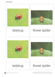 Arthropods Nomenclature Cards (Printed)