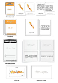 Parts of a Platyhelminth Nomenclature Cards (6-9)
