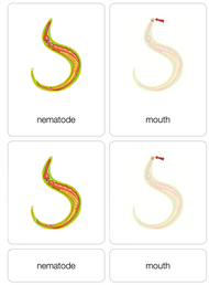 Parts of a Nematode Nomenclature Cards (3-6)
