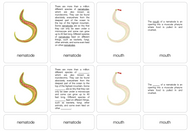 Parts of a Nematode Nomenclature Cards (6-9)