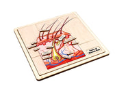 Parts of Human Hair Puzzle with Nomenclature Cards (3-6) Printed