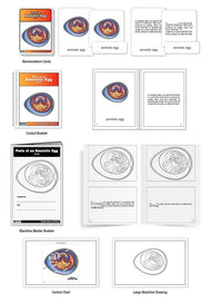 Parts of an Amniotic Egg Nomenclature Cards (6-9) (Printed)