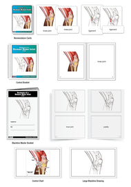 Anatomy of a Human Knee Joint Nomenclature Cards (3-6) (Printed)
