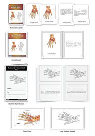 Anatomy of a Human Hand Nomenclature Cards (6-9) (Printed)
