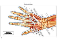 Anatomy of a Human Hand Puzzle with Nomenclature Cards (6-9) (Printed)