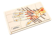 Anatomy of a Human Hand Puzzle
