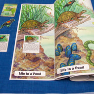 Life in a Pond Chart