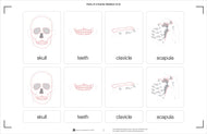Parts of a Human Skeleton (Printed)