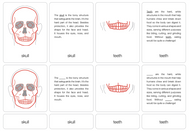 Parts of a Human Skeleton Nomenclature Cards (6-9)