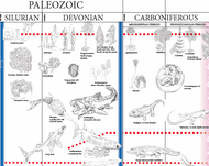 Timeline of Life - Working Copy