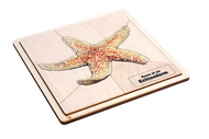 Parts of an Echinoderm Puzzle with Nomenclature Cards (3-6)
