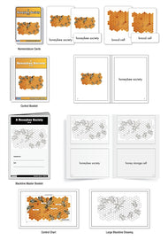 A Honeybee Society Nomenclature Cards (3-6) (Printed)