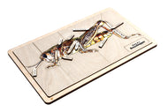 Parts of a Grasshopper Puzzle with Nomenclature Cards (3-6) (Printed)